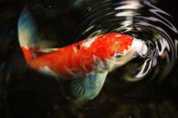 Koi fish at ponds surface