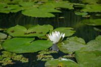 Water lilies floating in pond