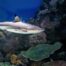 Exposition Black-Tip Shark Reef avec pompes MDM